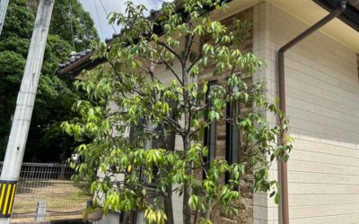 ホームページを開設しました